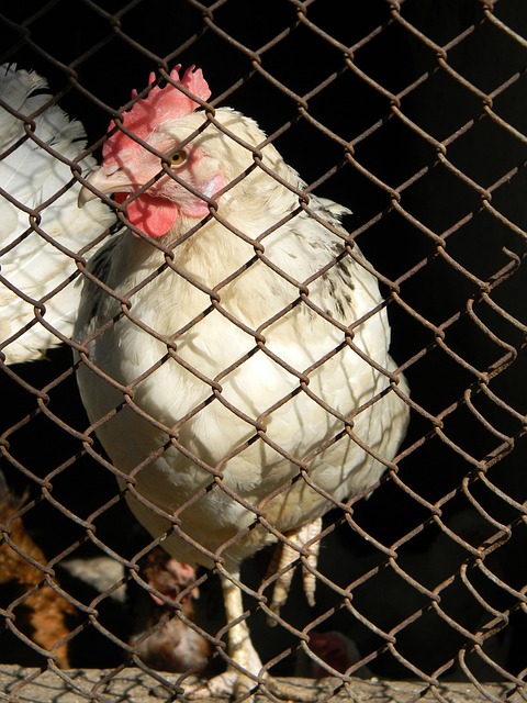 慧的比赛策 慧的比赛策