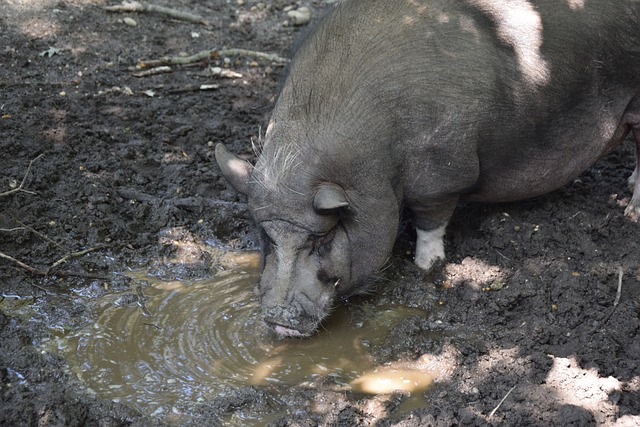 雷霆交出27胜1负的惊人成绩,净胜485分超越73胜勇士.